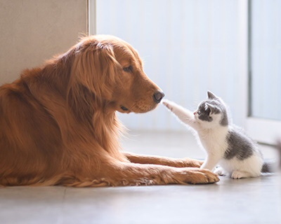 Solutions pour animaux