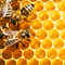 Kit d'apiculteur